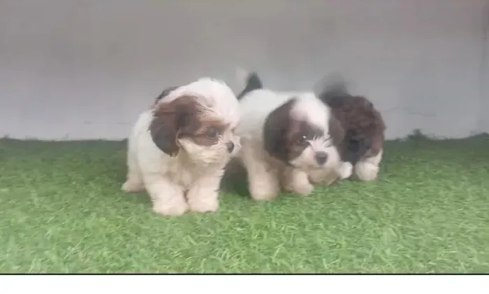 Shih tzu lindo e peludinho