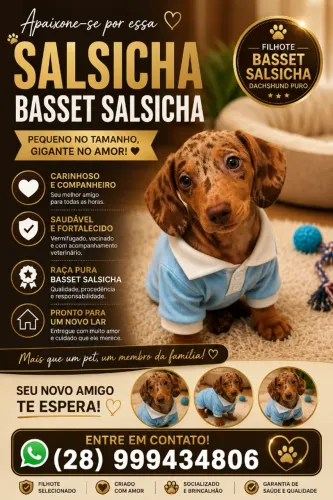 Filhotes dachshund (basset salsicha)
