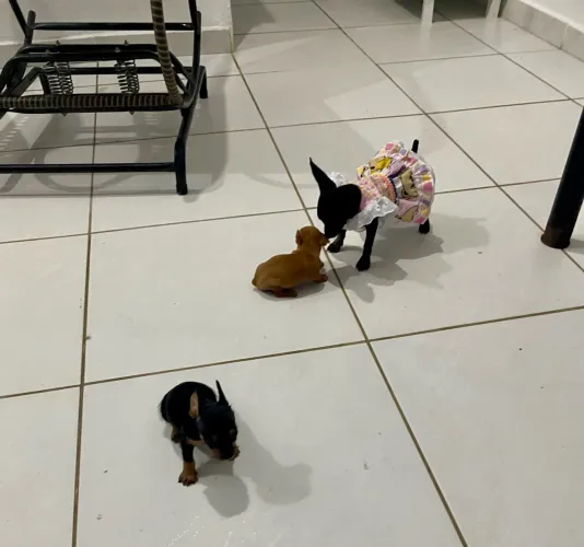 Pinscher miniatura zero 