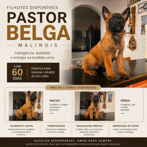 NINHADA DISPONÍVEL | PASTO BELGA MALINOIS