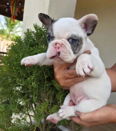 Filhotes de buldogue francês 