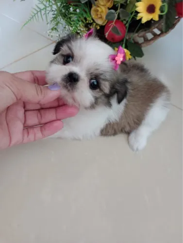 Shih Tzu filhotes bem cuidados disponíveis