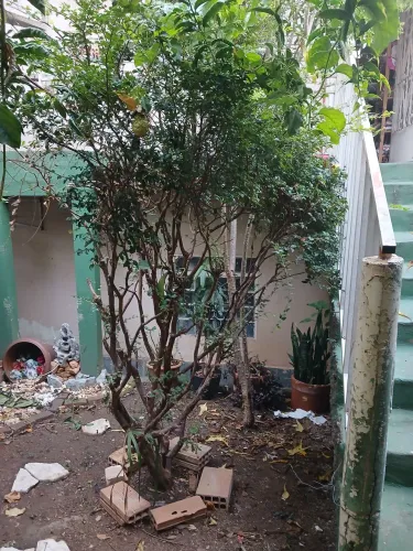 Vende_se pé de jaboticaba em terreno.