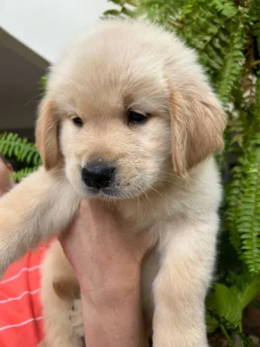 Golden Retriever filhotes disponível carinhosos e amigos