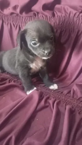 Cachorrinhos pra adoção