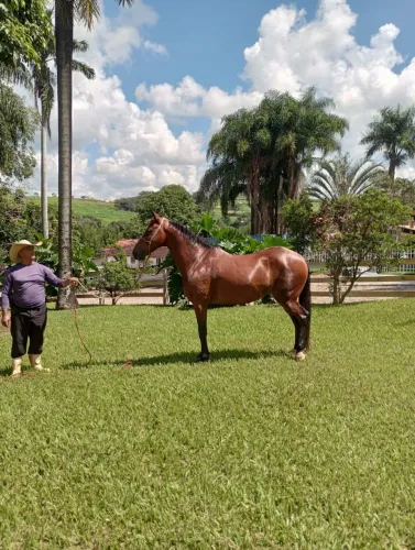 Cavalo Mangalarga Marchador à Venda - 5 anos