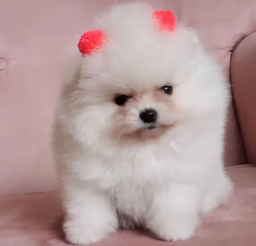 Lulu da Pomerania branco parcelamos até 18 vezes sem juros