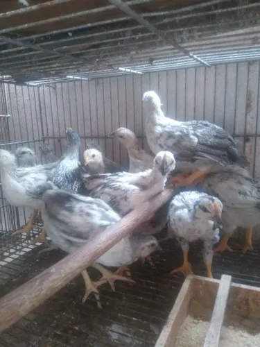 Pintinhos de galinha caipira 