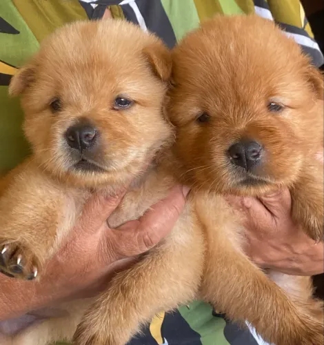 Filhotes chow chow