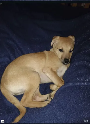 Doa se Pinscher Red 1, fêmea 6 meses