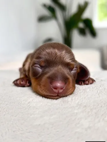 Dachshund 