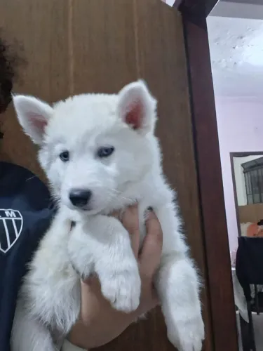 Husky Siberiano fêmea 