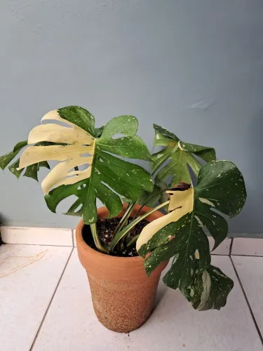 Planta costela de Adão thai