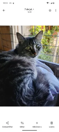 ADOTE linda gata pelo longo
