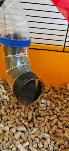 Hamster