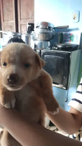 Cachorro filhote macho 