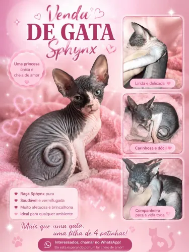 Vendo gata Sphynx no cio