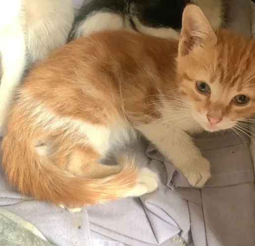 Gatinho amarelo filhote para adoção