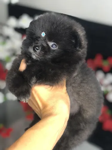 Lulu da pomerania 