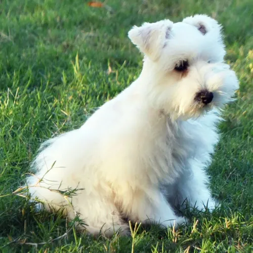 Schnauzer Miniatura: Seu novo melhor amigo