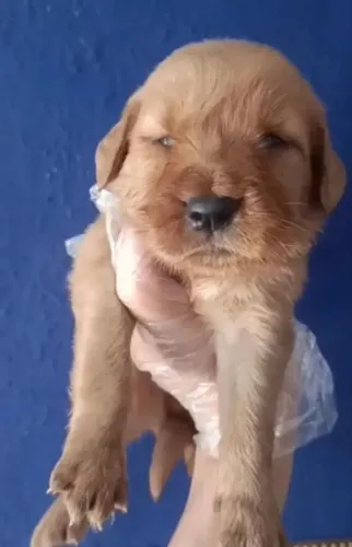 Golden Retriever com muito carinho