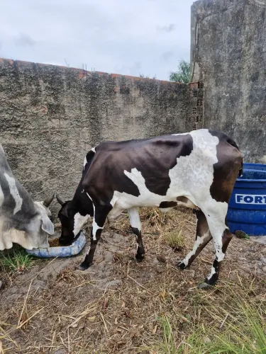 Vende-se um garrote e uma novilha 