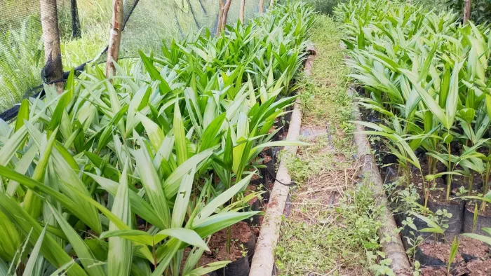 Açaí BRS Pará e BRS Pai d'egua 