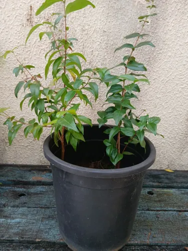 2 mudas de pitanga no vaso