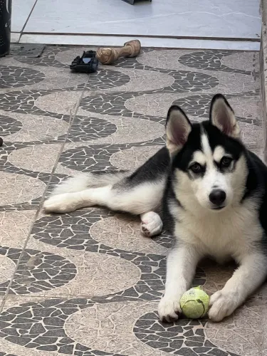 VENDO HUSKY SIBERIANO (MACHO) 6 MESES