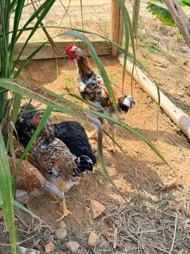 Ovos e pintinhos