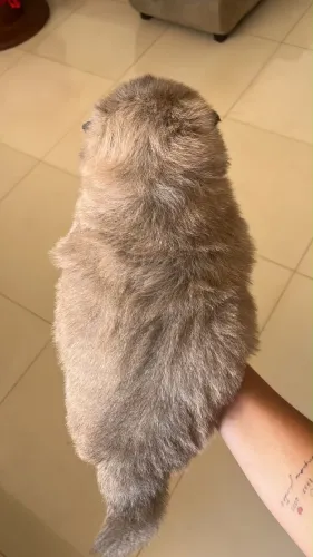 ? FILHOTES DE CHOW CHOW À VENDA ?