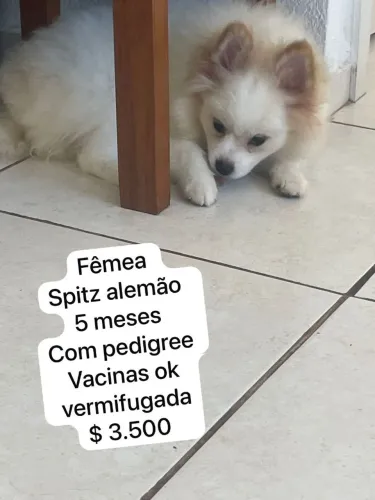 Cachorro 