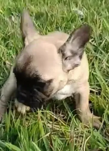 Bulldog francês excelente linhagem