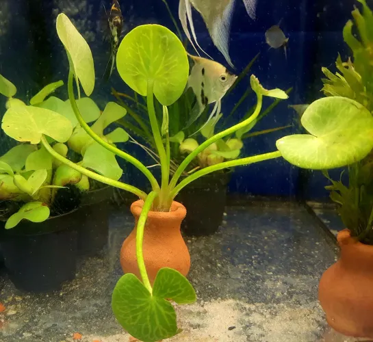 Plantas para aquário