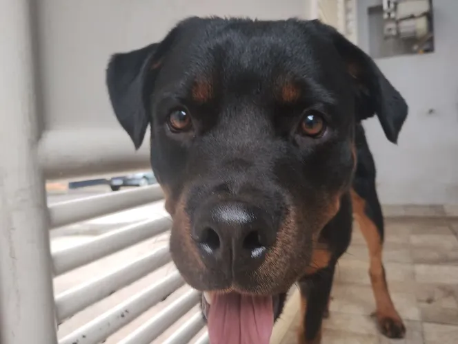 rottweiler adulto