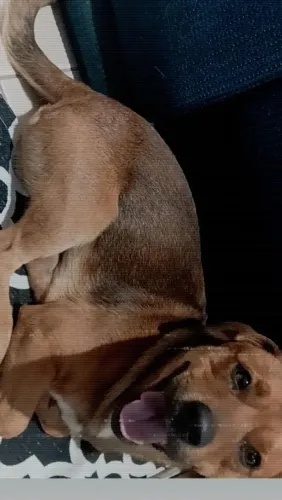 Para doação cachorro macho .brincalhão e dócil. Misturado com chipson tem 1 ano