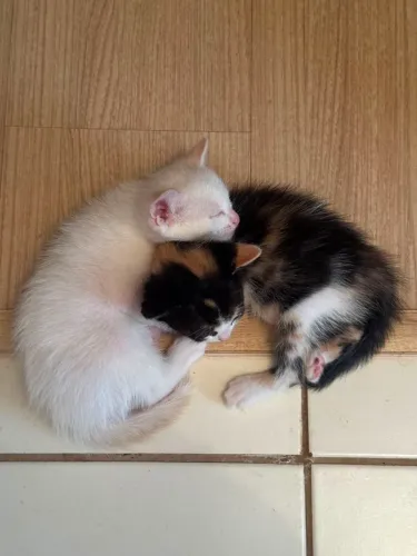 Gatinhos para adoção 