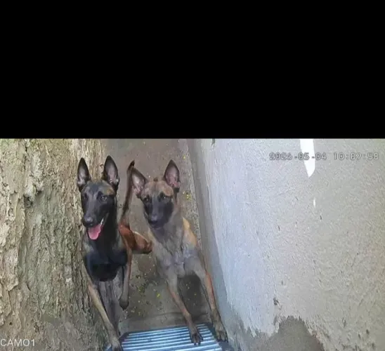 Casal de pastor belga malinois à venda