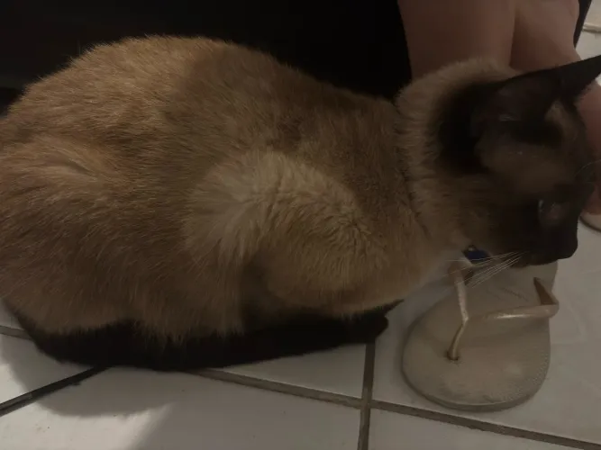Doação de gato adulto