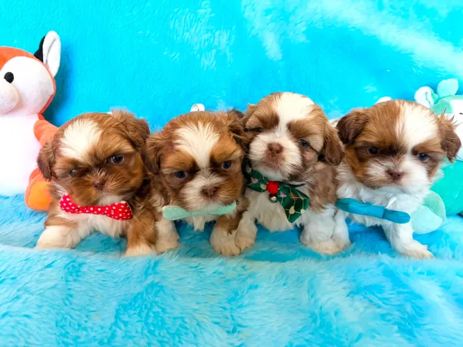 Machos shih tzu perfeitos canil registrado e brindes