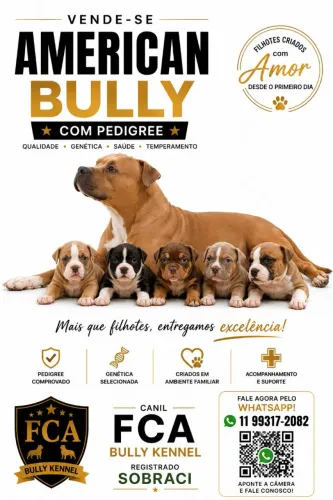 American Bully com pedigree 