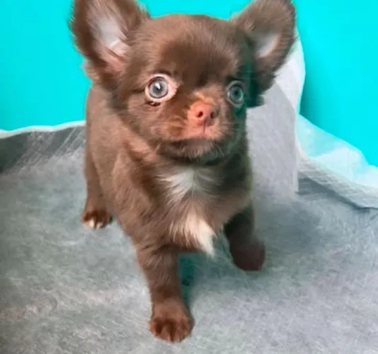Chihuahua pelo curto e longo