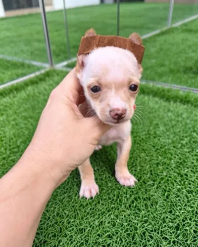 Mini Pinscher Super Fofinhos