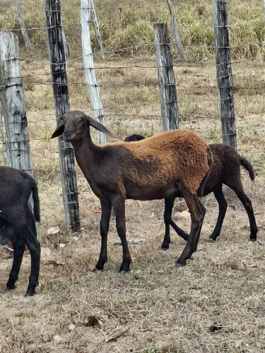 Carneiros novos(femeas)