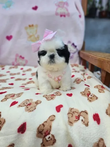 Shih Tzu/ Shitzu filhotinhos carinhosos com pedigree e garantias macho e fêmea São Paulo