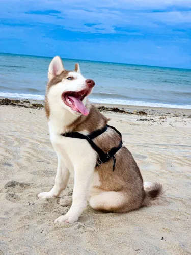 Doação de cachorro 