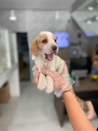 Beagle bicolor , chame agora 