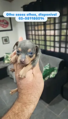 Pinscher cinza exótico de olhos azuia