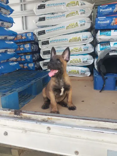 Linda fêmea de malinoá disponível