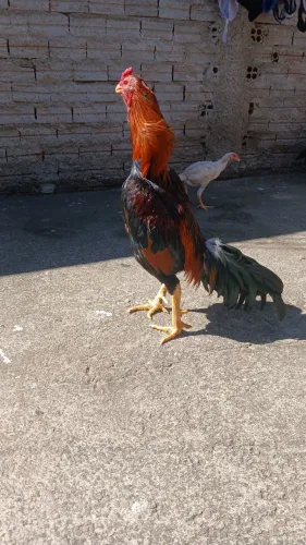 Venda de galos 